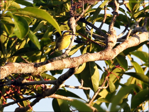 Yellow-browed Tody-flycatcher yebr_todyflycatcher_26598.psd
