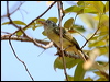 ye_olive_flycatcher_27683