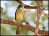 ye_olive_flycatcher_27692