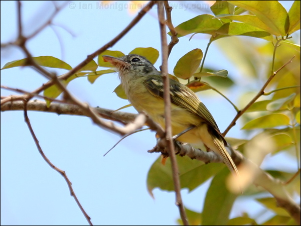 Yellow-olive Flatbill ye_olive_flycatcher_27683.psd