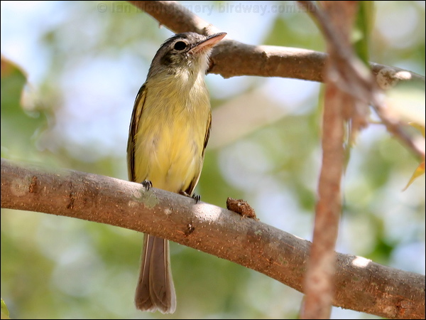 Yellow-olive Flatbill ye_olive_flycatcher_27692.psd