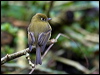 yellowishflycatcher_112042