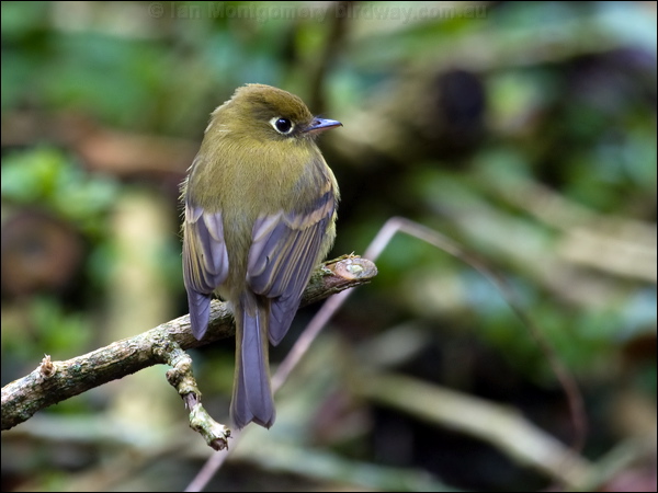 Yellowish Flycatcher yellowishflycatcher_112042.psd