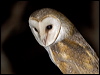 barn_owl_184709