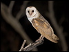 barn_owl_184712