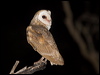 barn_owl_184720