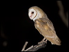 barn_owl_184723