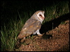 barn_owl_31603