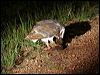 barn_owl_31615