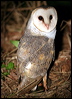 barn_owl_31726