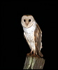 barn_owl_31739