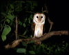 barn_owl_34631