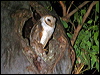 barn_owl_34967