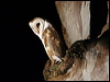 barn_owl_64600