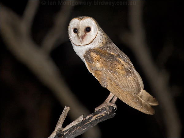 Barn Owl barn_owl_184712.psd