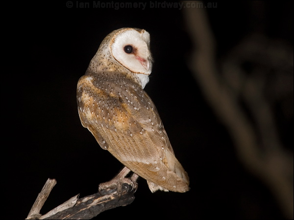 Barn Owl barn_owl_184720.psd