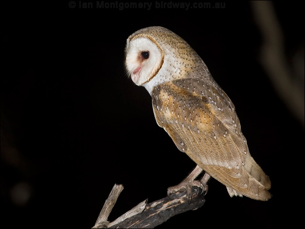 Barn Owl barn_owl_184723.psd