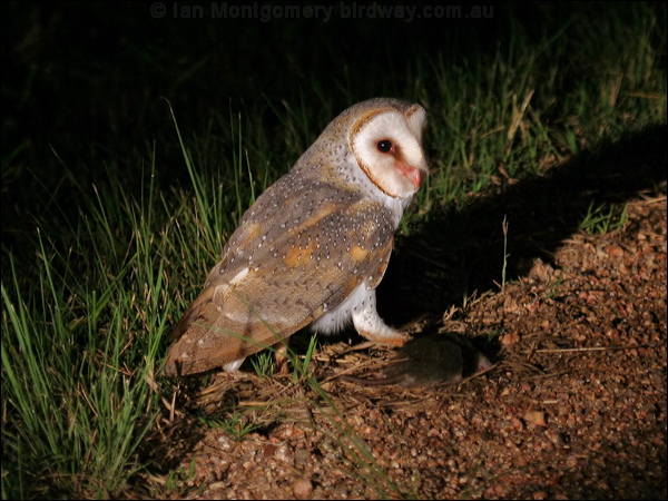 Barn Owl barn_owl_31603.psd