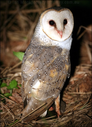 Barn Owl barn_owl_31726.psd