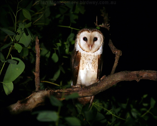 Barn Owl barn_owl_34631.jpg