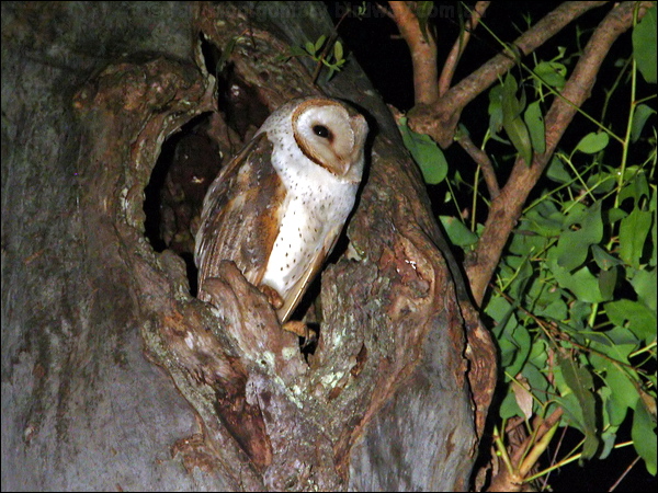 Barn Owl barn_owl_34967.psd