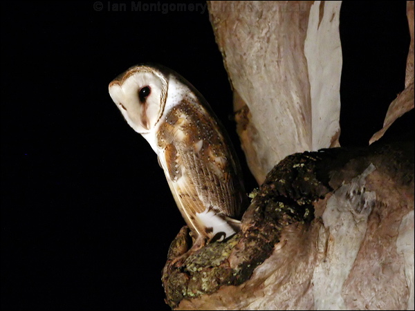 Barn Owl barn_owl_64600.psd