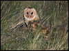 eastern_grass_owl_184619
