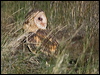 eastern_grass_owl_184623