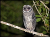 lesser_sooty_owl_167814
