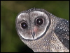lesser_sooty_owl_167819_1
