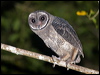 lesser_sooty_owl_167819_2