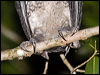 lesser_sooty_owl_167824