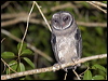 lesser_sooty_owl_167833
