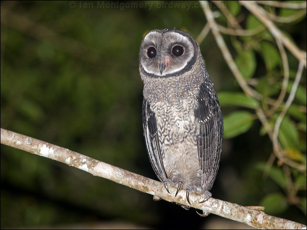 Lesser Sooty Owl lesser_sooty_owl_167814.psd