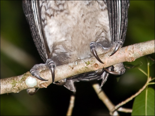 Lesser Sooty Owl lesser_sooty_owl_167824.psd