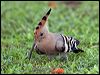 eurasian_hoopoe_160073