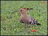 eurasian_hoopoe_160079