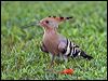 Click here to enter gallery and see photos/pictures/images of Eurasian Hoopoe