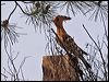 eurasian_hoopoe_54162