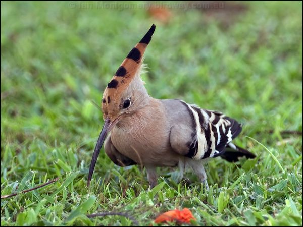 Eurasian Hoopoe eurasian_hoopoe_160073.psd