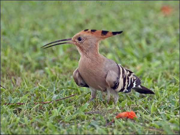 Eurasian Hoopoe eurasian_hoopoe_160079.psd