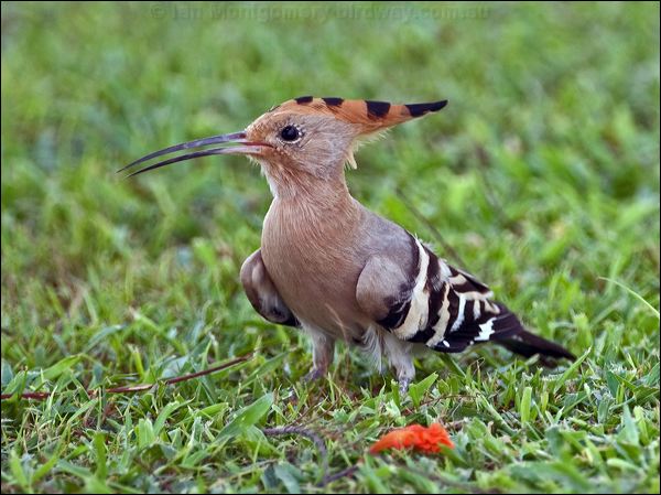 Eurasian Hoopoe eurasian_hoopoe_160082.psd