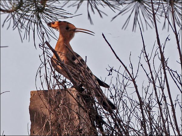 Eurasian Hoopoe eurasian_hoopoe_54163.psd