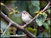 warbling_vireo_108046