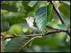 warbling_vireo_108049
