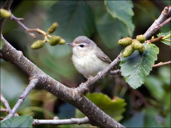 Warbling Vireo warbling_vireo_108046.psd
