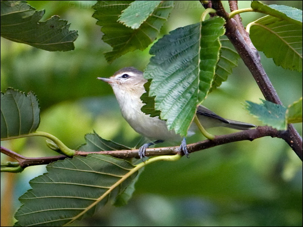 Warbling Vireo warbling_vireo_108049.psd