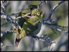 cape_white_eye_04441