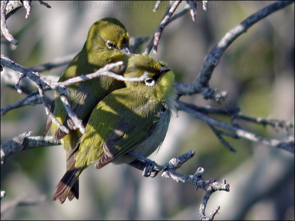 Cape White-eye cape_white_eye_04440.psd