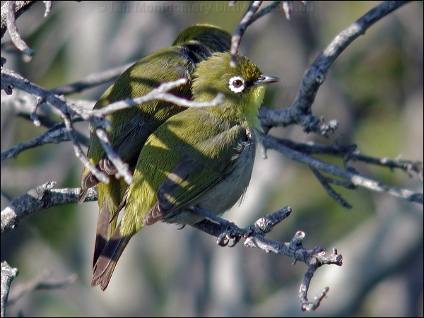 Cape White-eye cape_white_eye_04441.psd